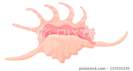 Spider conch shell. Tropical ocean aquatic decoration Spider conch shell. Tropical ocean aquatic decoration 137035245