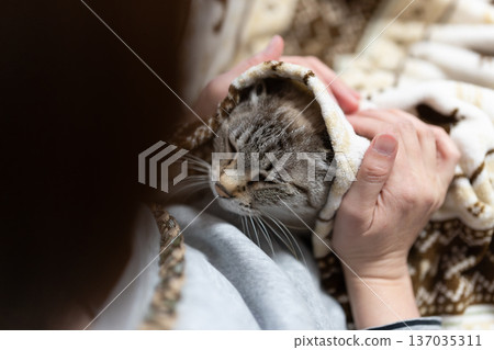 hold a cat 137035311