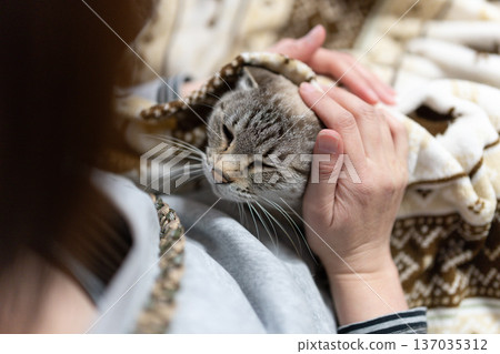 hold a cat hold a cat 137035312