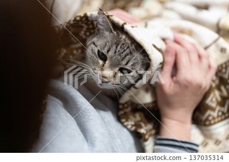 hold a cat 137035314