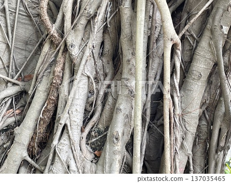 Fine tree roots in Ho Chi Minh City, Vietnam 137035465