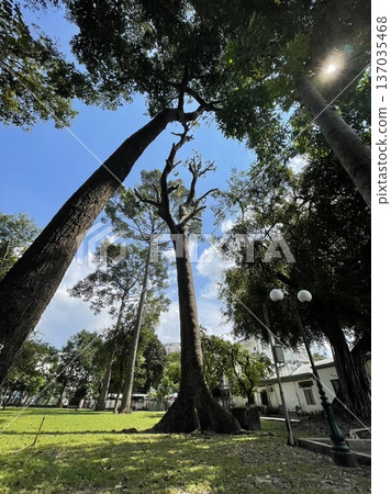 Trees and blue sky in a park in Ho Chi Minh City, Vietnam 137035468