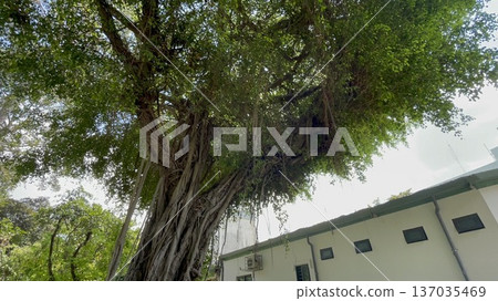 Tropical plants trees and buildings in Ho Chi Minh City, Vietnam 137035469