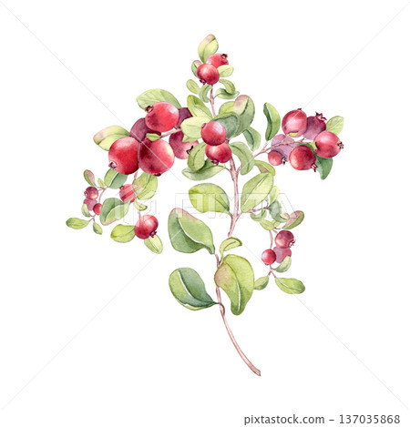 Vibrant lingonberry branch with bunch of berries illustration isolated on white. Watercolor drawing of fresh ripe on sprigs. Sour food berries hand drawn for packaging. Marsh northern berry sketch. 137035868