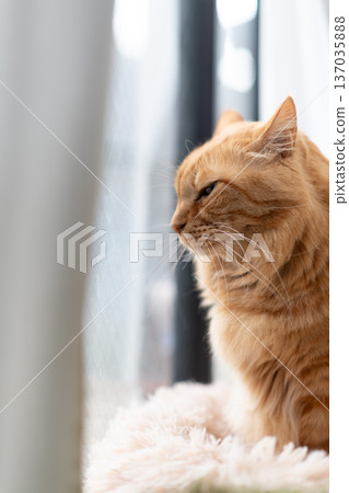 Cute cat relaxing by the window: brown tabby cat Cute cat relaxing by the window: brown tabby cat 137035888