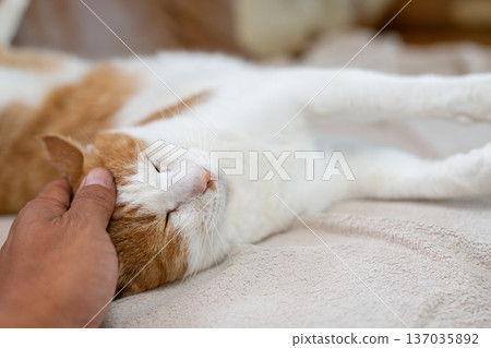 Stroking a cat, brown tabby white Stroking a cat, brown tabby white 137035892