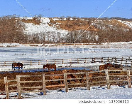 與北海道當地人一起在釧路濕地騎馬遠足 137036313
