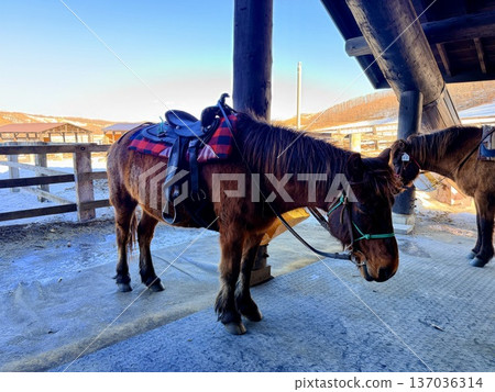 Horse trekking with Hokkaido natives in the Kushiro Marshlands Horse trekking with Hokkaido natives in the Kushiro Marshlands 137036314