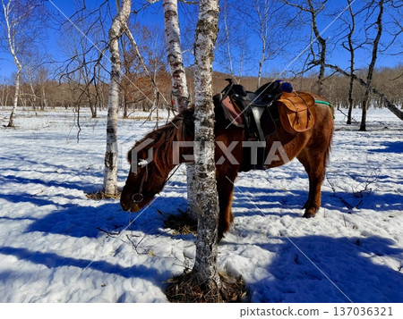 Horse trekking with Hokkaido natives in the Kushiro Marshlands Horse trekking with Hokkaido natives in the Kushiro Marshlands 137036321