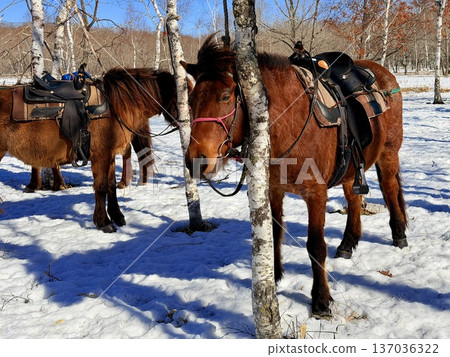 Horse trekking with Hokkaido natives in the Kushiro Marshlands Horse trekking with Hokkaido natives in the Kushiro Marshlands 137036322