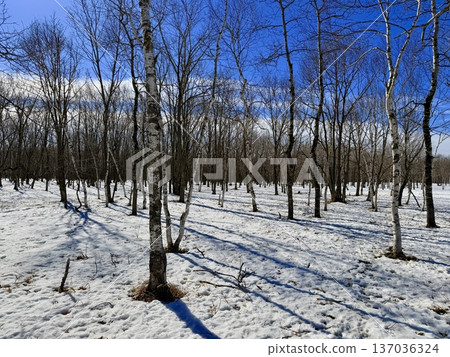 Horse trekking with Hokkaido natives in the Kushiro Marshlands Horse trekking with Hokkaido natives in the Kushiro Marshlands 137036324