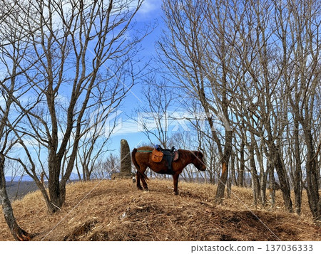 Horse trekking with Hokkaido natives in the Kushiro Marshlands Horse trekking with Hokkaido natives in the Kushiro Marshlands 137036333