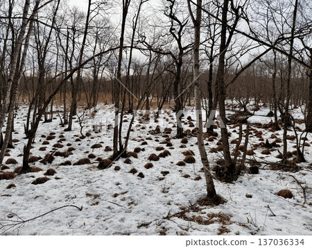 Horse trekking with Hokkaido natives in the Kushiro Marshlands Horse trekking with Hokkaido natives in the Kushiro Marshlands 137036334