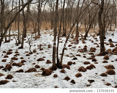 Horse trekking with Hokkaido natives in the Kushiro Marshlands Horse trekking with Hokkaido natives in the Kushiro Marshlands 137036335