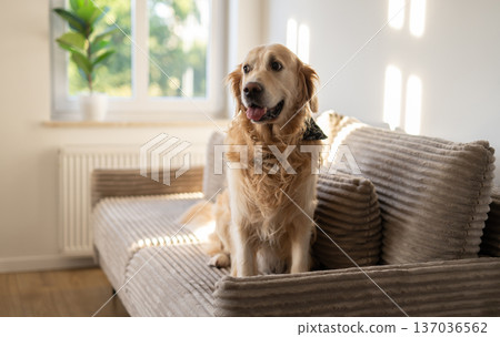 Adorable Golden Retriever Dog On Sofa 137036562