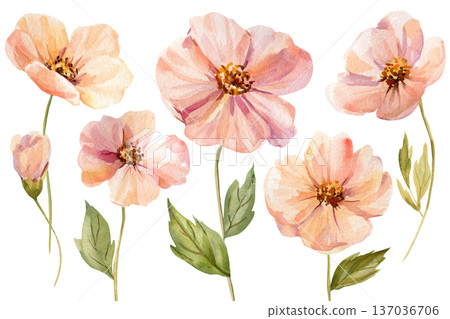 Peach abstract flowers set watercolor clipart with buds and green leaves isolated on white for spring wedding stationery 137036706