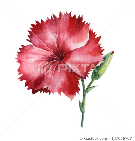 Red carnation watercolor flower with bud and green stem isolated on white for wedding invitations and spring decor Red carnation watercolor flower with bud and green stem isolated on white for wedding invitations and spring decor 137036707