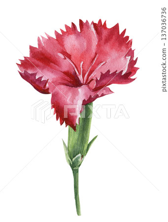 Red carnation watercolor flower on stem isolated on white with ruffled petals for romantic wedding stationery and prints Red carnation watercolor flower on stem isolated on white with ruffled petals for romantic wedding stationery and prints 137036736