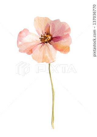 Pink flower watercolor bloom with golden center on slender stem isolated on white for spring wedding stationery 137036770