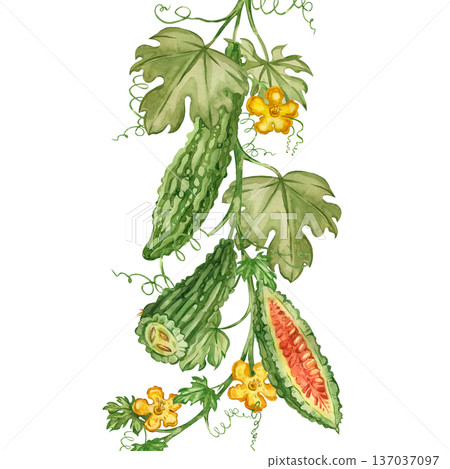 Bitter melon with vines, leaves, flowers, and tendrils. Hand-painted in watercolor, it celebrates healthy eating and detoxification. Suitable for printing on fabric, paper, and packaging. Bitter melon with vines, leaves, flowers, and tendrils. Hand-painted in watercolor, it celebrates healthy eating and detoxification. Suitable for printing on fabric, paper, and packaging. 137037097