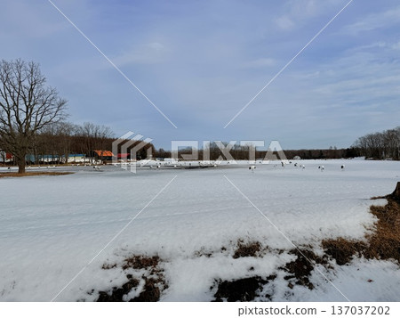 一隻丹頂鶴站在北海道鶴井村的雪地裡。 137037202