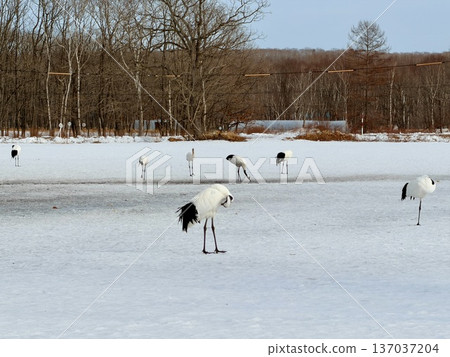 一隻丹頂鶴站在北海道鶴井村的雪地裡。 137037204