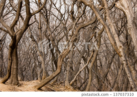 Twisted leafless trees in winter forest Twisted leafless trees in winter forest 137037310