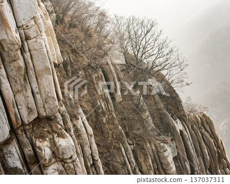 Vertical striated cliff with barren trees 137037311