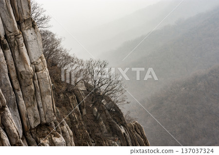 Misty mountain cliff with bare trees in winter Misty mountain cliff with bare trees in winter 137037324