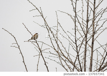Small sparrow bird perched on bare branches under gray sky 137037341