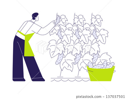 Hydroponic cucumber production abstract concept vector illustration. Hydroponic cucumber production abstract concept vector illustration. 137037501