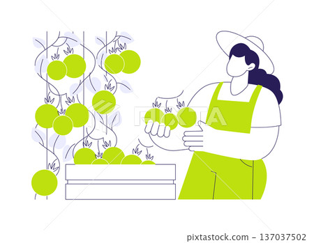 Tomato greenhouse abstract concept vector illustration. Tomato greenhouse abstract concept vector illustration. 137037502