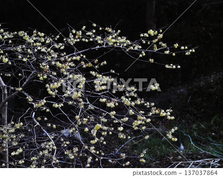 水邊盛開的日本山茱萸(黃色小花) 水邊盛開的日本山茱萸(黃色小花) 137037864
