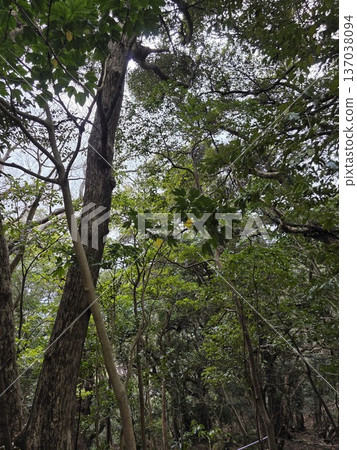 The trees and foliage of the forest on Mt. Nokogiri as it transitions from winter to spring The trees and foliage of the forest on Mt. Nokogiri as it transitions from winter to spring 137038094
