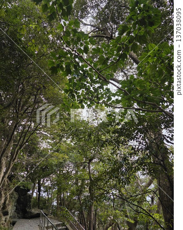 Large green leaves and the winter sky seen from the hiking trail Large green leaves and the winter sky seen from the hiking trail 137038095