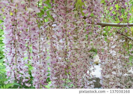A landscape with wisteria's flowers A landscape with wisteria's flowers 137038168