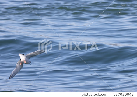Little gull Little gull 137039042