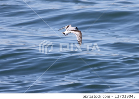 小海鷗 137039043