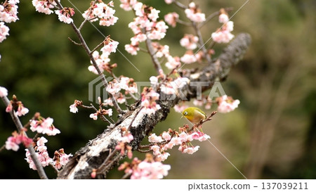 在淨龍寺,繡眼鳥正在垂掛的梅花上吸食花蜜。 在淨龍寺,繡眼鳥正在垂掛的梅花上吸食花蜜。 137039211