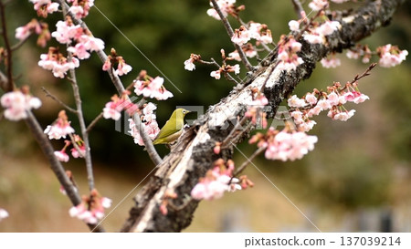 Japanese white-eyes sipping nectar from the hanging plum blossoms at Joryuji Temple Japanese white-eyes sipping nectar from the hanging plum blossoms at Joryuji Temple 137039214