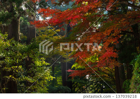 岩手縣平泉市的秋季-中尊寺,世界遺產,秋色迷人 岩手縣平泉市的秋季-中尊寺,世界遺產,秋色迷人 137039218