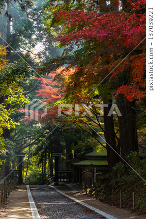 Autumn in Hiraizumi, Iwate Prefecture: Autumn leaves on the approach to Chusonji Temple, a World Heritage Site Autumn in Hiraizumi, Iwate Prefecture: Autumn leaves on the approach to Chusonji Temple, a World Heritage Site 137039221