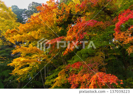 岩手縣平泉市的秋季－中尊寺，世界遺產，秋色迷人 137039223