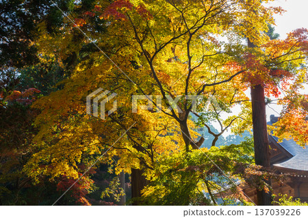 岩手縣平泉市的秋季－中尊寺，世界遺產，秋色迷人 137039226