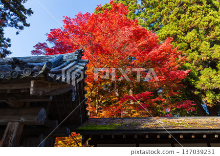 Hiraizumi, Iwate Prefecture in autumn - Chusonji Temple, a World Heritage Site with autumn foliage Hiraizumi, Iwate Prefecture in autumn - Chusonji Temple, a World Heritage Site with autumn foliage 137039231