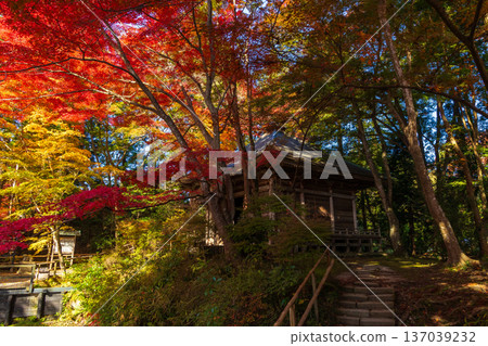 岩手縣平泉市的秋季：中尊寺（世界遺產）和峰藥師堂的秋葉美景 137039232