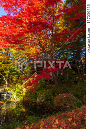 岩手縣平泉市的秋季：中尊寺（世界遺產）和峰藥師堂的秋葉美景 137039236