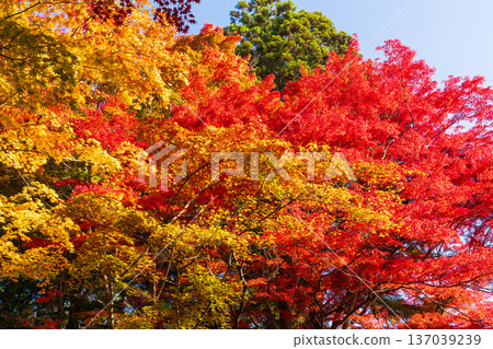 Hiraizumi, Iwate Prefecture in autumn - Chusonji Temple, a World Heritage Site with autumn foliage Hiraizumi, Iwate Prefecture in autumn - Chusonji Temple, a World Heritage Site with autumn foliage 137039239