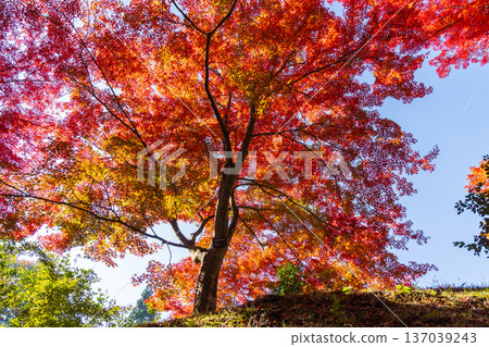 Hiraizumi, Iwate Prefecture in autumn - Chusonji Temple, a World Heritage Site with autumn foliage Hiraizumi, Iwate Prefecture in autumn - Chusonji Temple, a World Heritage Site with autumn foliage 137039243