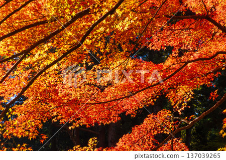 Hiraizumi, Iwate Prefecture in autumn - Chusonji Temple, a World Heritage Site with autumn foliage Hiraizumi, Iwate Prefecture in autumn - Chusonji Temple, a World Heritage Site with autumn foliage 137039265